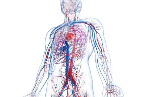 Human - Vein system