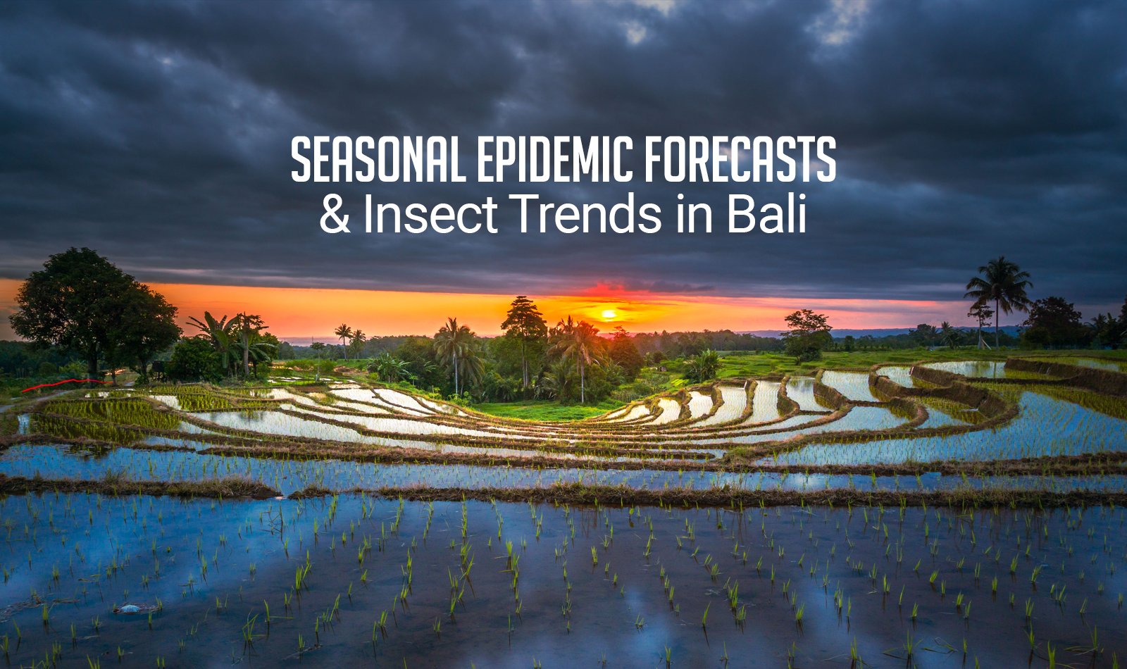 Seasonal Epidemic Forecasts and Insect Trends in Bali